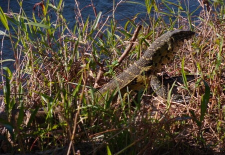 Leguaan - sunning itself, startled, ready to move, on bank of river