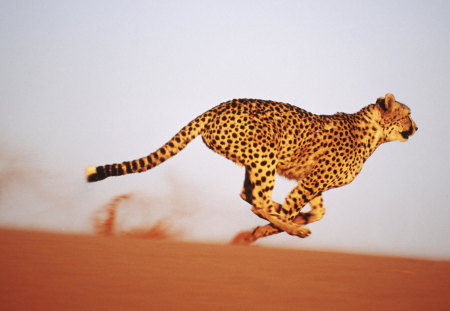 Gaining-Speed-Cheetah-Namibia - gaining-speed, cheetah, cool, picture, namibia