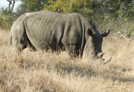 White Rhino - shrek-ears, amazing speed, endangered species, poachers dream