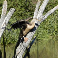 Darter drying off