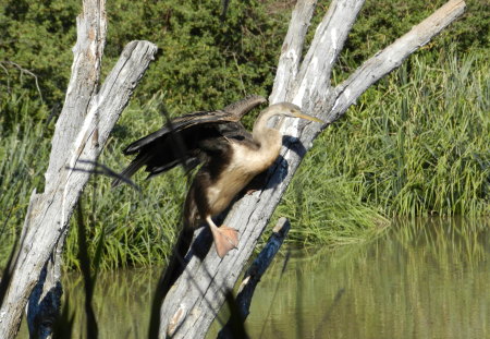 Darter drying off - soaking up the sun, still alert, looking for bugs in the crevices in the log, maximum exposure