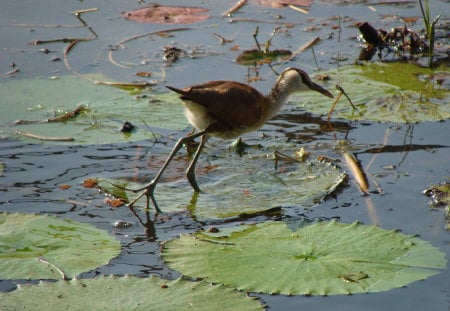 African Jacana - distinctive colouring, keen eyes, light-weight, lilly-hopper