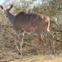 Kudu Female with oxpecker