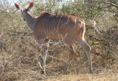 Kudu Female with oxpecker - running wild, hitching a ride, startled, join the herd