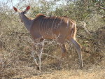 Kudu Female with oxpecker