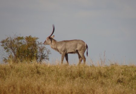 Waterbuck Stag - majestic, standing guard, stately, white circle on bum