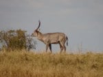 Waterbuck Stag