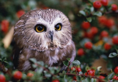 Owl - owl, bird, animal, nature, cute