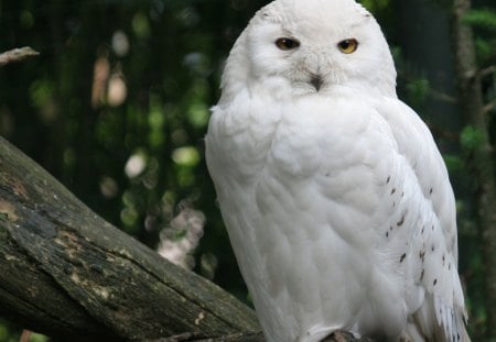 Cute owl - animal, owl, cute, bird