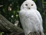 Cute owl