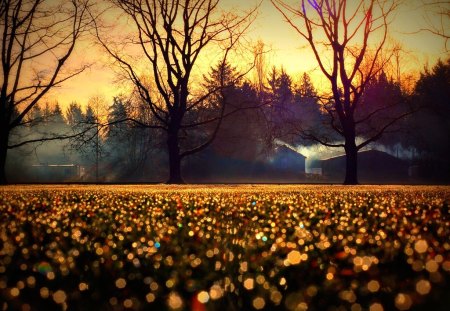 Golden sunset - field, nature, sunset, golden