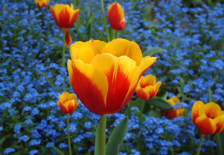 Flower field - flower, field, tulip, nature, petal