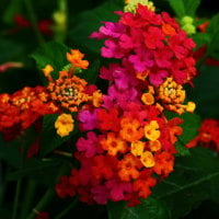 kaleidoscope flowers