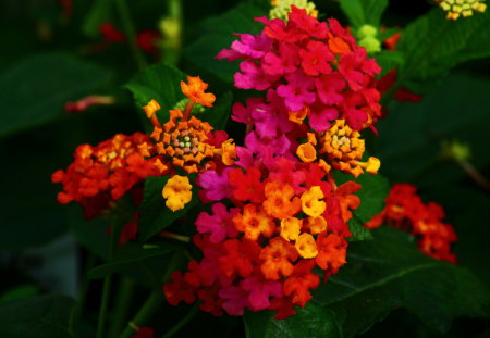 kaleidoscope flowers - colorful, flowers, kaleidoscope flowers, photography