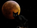 Moon cat