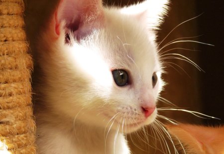 Little Princess - white, cat, little princess, animals, cats