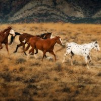 Wild horses