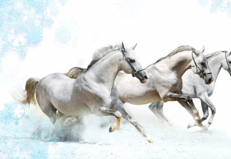 White horses runing - animal, horse, run, snow