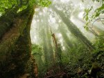 Beautiful Forest Trees