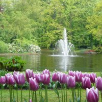 Beautiful Tulips Garden