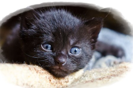 Blue Eyes - animal, black, cat, blue, eyes