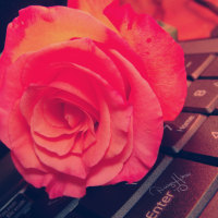 Keyboard Rose for My On Line Friends