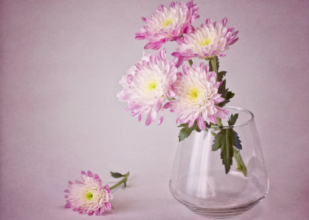 Softly - flowers, glass vase, softly, pink, still life