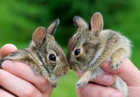 Bunny kisses - kisses, cute, bunnies, sweet, animals