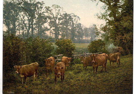 Milking Time - england, countryside, field, pasture, cows