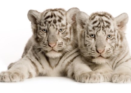 White tiger cubs - cub, feline, tiger, big cat, wildlife