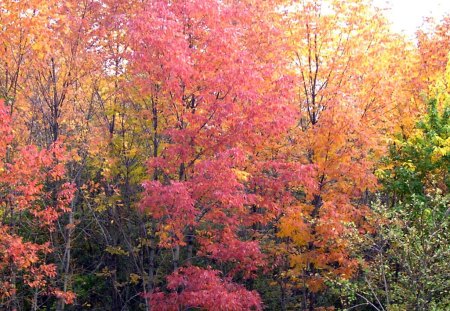 Autumn pallete - red, forest, gold, yellow, trees, colors, green