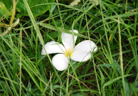 leewadee - leewadee, flower, nature, jujii