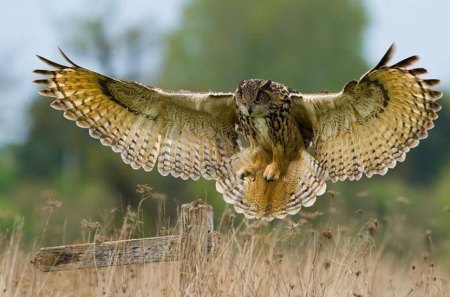 LANDING - feathers, wings, flight, owl, bird