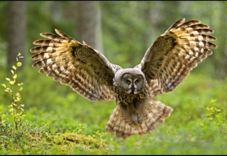 WINGS WIDE OPEN - owl, bird, flight, preditor, wings