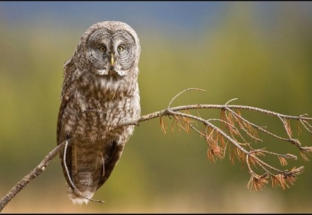 ON A BRANCH - owl, bird, brown, preditor, feathers