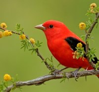 A SCARLET-TANAGER BIRD