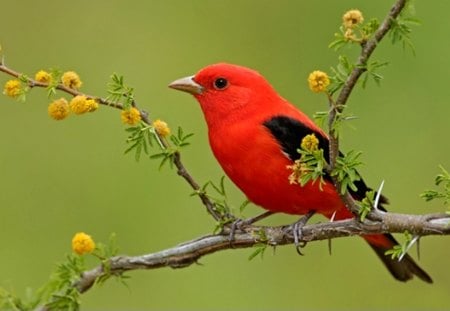 A SCARLET-TANAGER BIRD - flight, feathers, bird, red