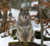 SITTING WOLF