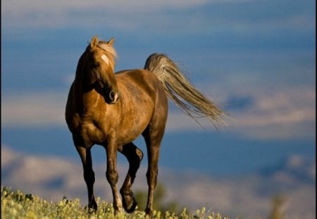 TAIL LIFT - equine, warmblooded, horse, brown