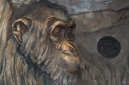 WOOD CARVING - face, tree, art, chimp