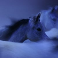 Fantasy Blue Horses