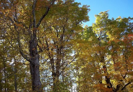 autumn in industry, maine 3 - maine, sky, autumn, fall, trees, industry, leaves