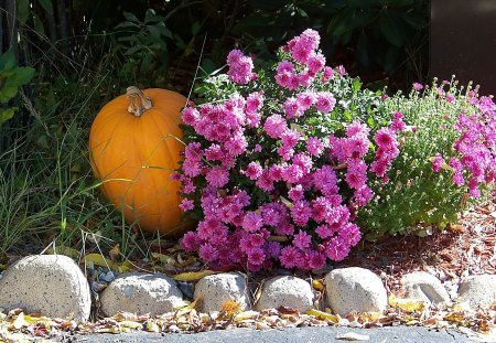 pumpkin and flowers - flowers, fall, skowhegan, autumn, pumpkin, maine