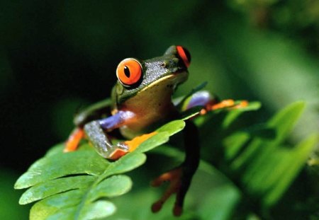 Frog - animals, frog, other, beautiful