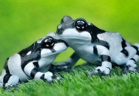 Frogs - animals, other, beautiful, frogs