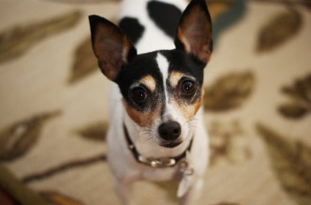 Pretty girl ;) - pretty, forever, brown, beautiful, small, girl, eyes, friend, love, wonderful, white, dogs, unconditional, little, animals