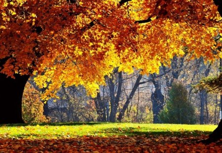 Autumn - nature, tree, autumn, other