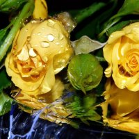 Gold Roses