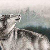 Grey song