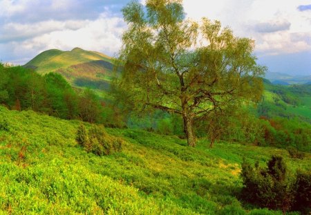 Spring - nature, grass, other, spring